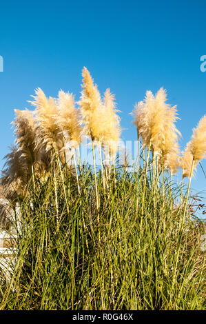 L'herbe de la Pampa cortaderia selloana Pumila avec de grandes têtes de plumes jaune argenté ensemble contre le ciel bleu . Banque D'Images