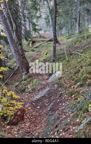 Belle autuminal Bogesundslandet dans la forêt brumeuse, près de Vaxholm, en Suède Banque D'Images