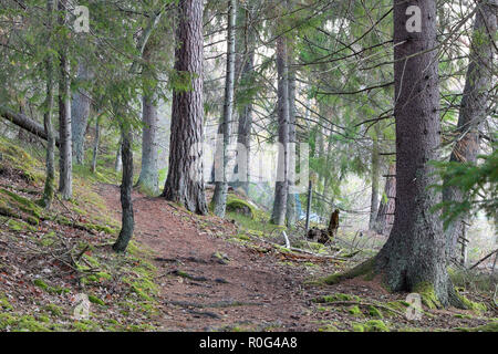 Belle autuminal Bogesundslandet dans la forêt brumeuse, près de Vaxholm, en Suède Banque D'Images