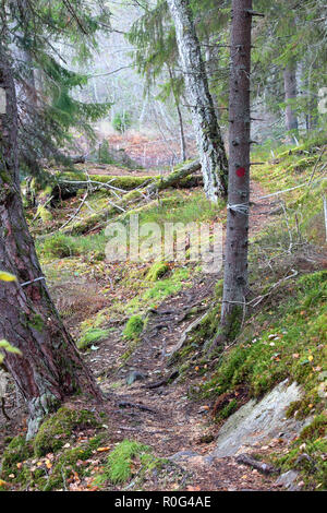 Belle autuminal Bogesundslandet dans la forêt brumeuse, près de Vaxholm, en Suède Banque D'Images