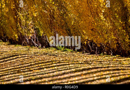 Lignes d'automne peupliers jaunes Canada Vue panoramique Banque D'Images