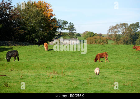 Lumière d'automne à Austwick, Yorkshire du Nord, Angleterre, RU Banque D'Images