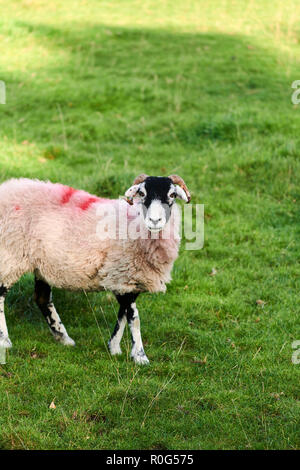 Mouton à Austwick, Yorkshire du Nord, Angleterre, RU Banque D'Images