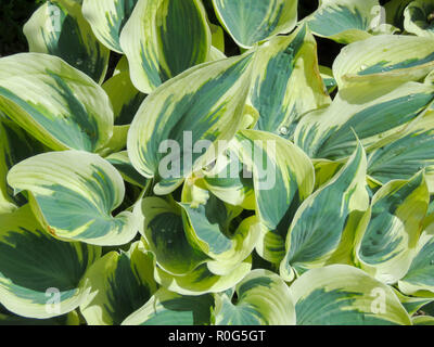 Close up of vibrant vert panaché hosta feuilles prises dans et autour de Cardiff, Pays de Galles, Royaume-Uni Banque D'Images