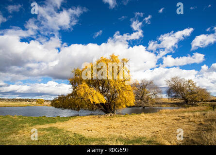 Un magnifique saule pleureur arbre changer de vert à l'or sur une journée d'automne en octobre dans un ranch à distance des pâturages dans le centre de l'Oregon. Banque D'Images