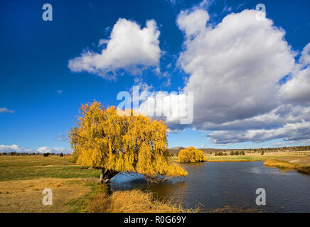 Un magnifique saule pleureur arbre changer de vert à l'or sur une journée d'automne en octobre dans un ranch à distance des pâturages dans le centre de l'Oregon. Banque D'Images