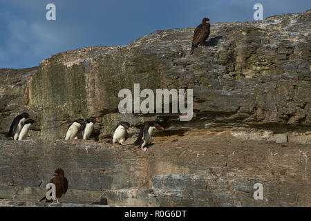 Gorfous sauteurs (Eudyptes chrysocome) chef de la mer passé un caracara strié (Phalcoboenus australis) sur les falaises de l'île plus sombre. Banque D'Images