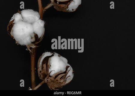 Coton blanc sec de fleurs sur fond noir Banque D'Images