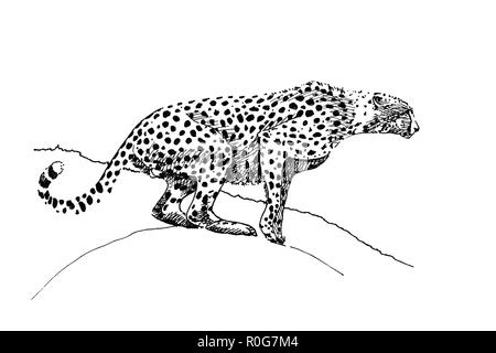 Cheetah hand drawn illustrations (originaux, pas de traces) Banque D'Images