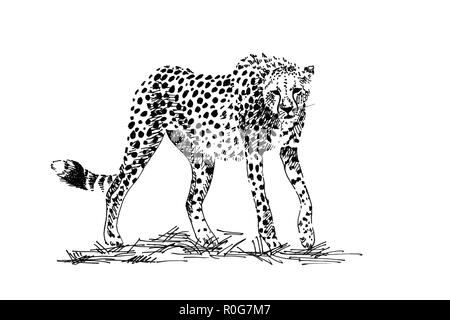 Cheetah hand drawn illustrations (originaux, pas de traces) Banque D'Images