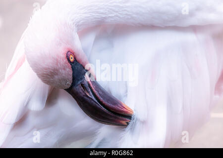 Flamant rose moindre ses plumes de nettoyage avec un bec. Banque D'Images