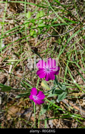 Corncockle, gith ou Agrostemma githago rencontrent souvent des fleurs de mauve sauvage, Lozen montagne , Bulgarie Banque D'Images