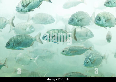 Poissons en aquarium ou ubder sur l'eau du réservoir de la ferme du poisson de fond Sealife Banque D'Images