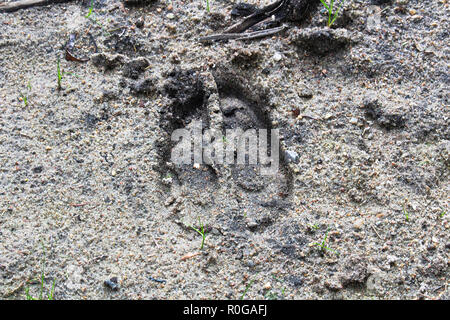 Une nouvelle piste de l'orignal dans le sable Banque D'Images