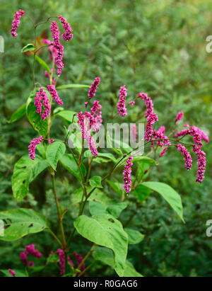 Persicaria maculosa,chevalier arlequin,annual,fleurs annuelles,persicarias,Polygonum persicaria,fleur,rose,fleurs,fleurs,Fleurs RM Banque D'Images