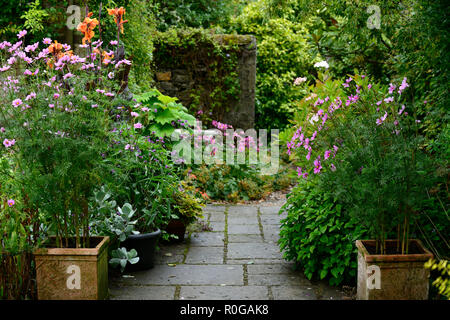 RM Floral,patio,entrée,pots,containers,isolé,cosmos,jardinage,pélargonium variégé,luxuriant,été,jardin,Camolin Banque D'Images