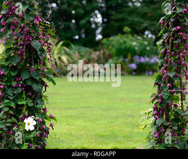 Tigridia pavonia, violet,vigne,bell trépied obélisque,support,le soutien,escalade,grimpeur,vrilles,rampante,jardin,fonction,jardins floraux,RM Banque D'Images