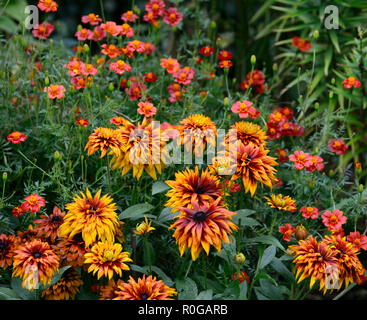 Rudbeckia hirta Cherokee Sunset,black-eyed Susan,moitié vivace, orange, jaune,rouille,de,mixte,couleur,couleurs,Floral RM Banque D'Images