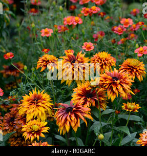 Rudbeckia hirta Cherokee Sunset,black-eyed Susan,moitié vivace, orange, jaune,rouille,de,mixte,couleur,couleurs,Floral RM Banque D'Images