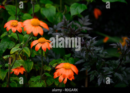 Tithonia rotundifolia Torch,tournesol mexicain,Half-Hardy,annuel,orange,fleurs,fleurs,fleurs,fleurs exotiques RM Banque D'Images