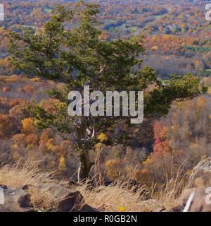 Bel arbre aux couleurs de l'automne background Banque D'Images