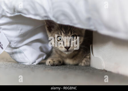 Adorable chaton tigré gris et prudent de se cacher sous les couvertures du lit tout en regardant. Banque D'Images