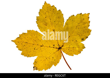 Les dynamiques des feuilles d'automne colorés sur fond blanc. Banque D'Images