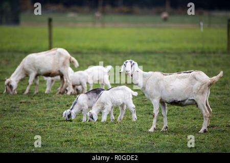 White chèvres avec leurs enfants dans un champ sur une ferme Banque D'Images
