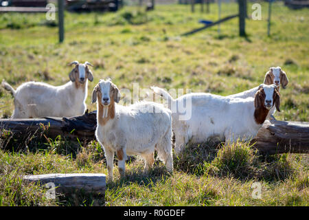 Les chèvres en brun et blanc sur une ferme de champ Banque D'Images