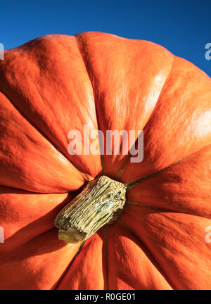 Citrouille géante close up dans un jardin d'automne, ciel bleu, New Jersey, USA, produire cut out, jardin vertical couleur automne hiver légumes courges, POV Banque D'Images