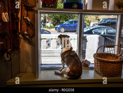 Chien dans la fenêtre du magasin vue sur les piétons, Woodstock, Vermont, États-Unis, New England seuil de fenêtre intérieur animaux drôle animaux animaux animaux de compagnie Banque D'Images