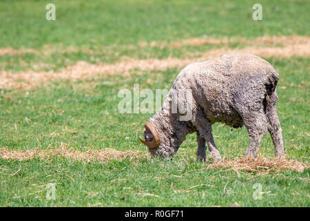 Un merino ram avec cornes curly mange des aliments complémentaires dans un champ à Canterbury, Nouvelle-Zélande Banque D'Images