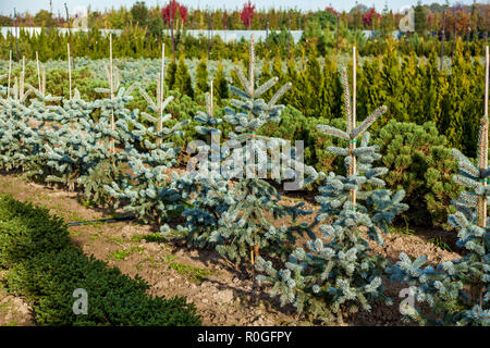 Une rangée de sapins bleus dans le jardin des plantes vente centre. Les plantules de divers arbres en pots dans un jardin boutique. Vente de nombreuses variétés de conifères et de Banque D'Images