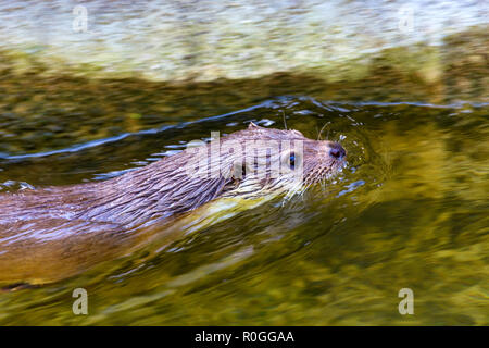 Loutre d'Europe Lutra lutra ou nage dans l'eau Banque D'Images