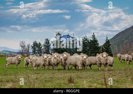 Un troupeau de moutons mérinos avec des cornes sur une ferme du pays en Nouvelle Zélande Banque D'Images