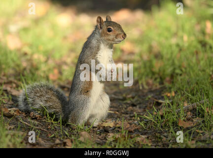 Écureuil gris Sciurus carolinensis debout sur ses pattes arrière et regardant alerte. Banque D'Images