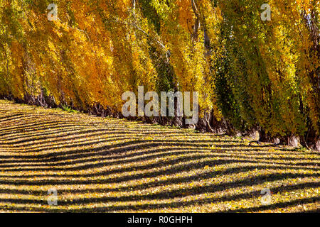 Lignes d'automne peupliers jaunes Canada Vue panoramique Banque D'Images