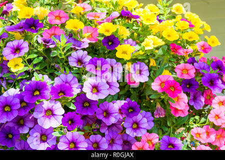 Une exposition de fleurs hybrides multicolores Calibrachoa. Banque D'Images