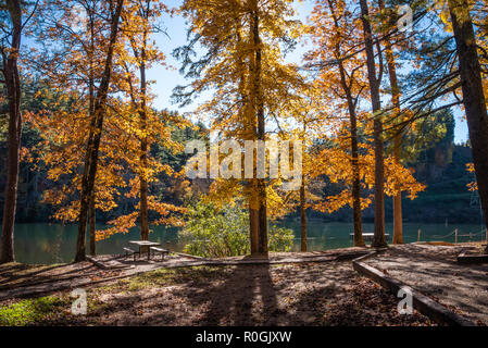 La lumière du soleil brillant illumine les feuilles d'automne le long de la rive du lac Rabun à Rabun Beach Recreation Area, dans le nord-est de la Géorgie. (USA) Banque D'Images