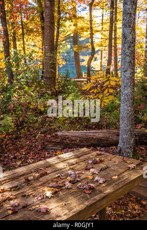 La lumière du soleil brillant illumine les feuilles d'automne le long de la rive du lac Rabun à Rabun Beach Recreation Area, dans le nord-est de la Géorgie. (USA) Banque D'Images