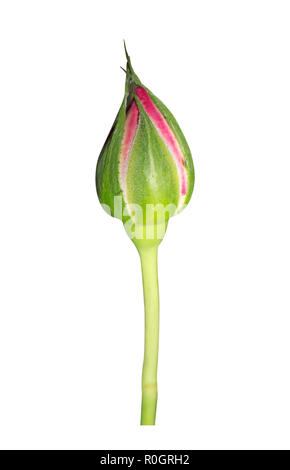 Bouton de Rose Rose Gros plan isolé sur fond blanc Banque D'Images