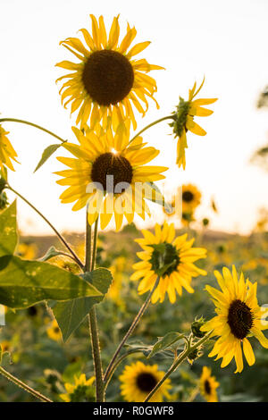 Coucher de soleil sur un champ de tournesols, Val d'Orcia en Toscane Italie Europe EU Banque D'Images