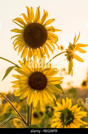 Coucher de soleil sur un champ de tournesols, Val d'Orcia en Toscane Italie Europe EU Banque D'Images