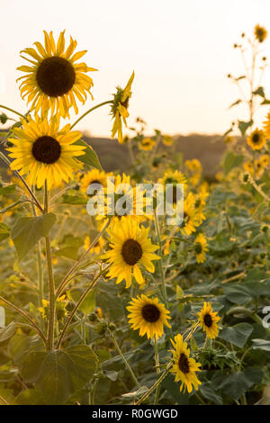 Coucher de soleil sur un champ de tournesols, Val d'Orcia en Toscane Italie Europe EU Banque D'Images