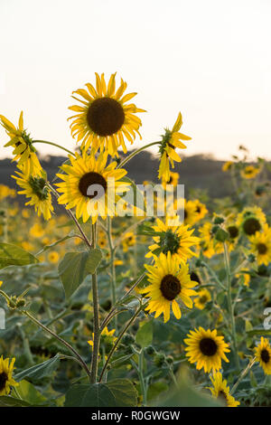 Coucher de soleil sur un champ de tournesols, Val d'Orcia en Toscane Italie Europe EU Banque D'Images