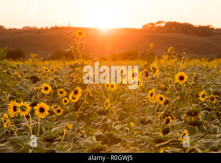 Coucher de soleil sur un champ de tournesols, Val d'Orcia en Toscane Italie Europe EU Banque D'Images