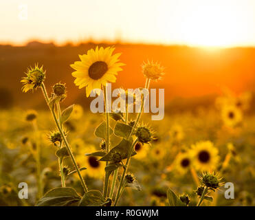 Coucher de soleil sur un champ de tournesols, Val d'Orcia en Toscane Italie Europe EU Banque D'Images