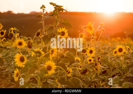 Coucher de soleil sur un champ de tournesols, Val d'Orcia en Toscane Italie Europe EU Banque D'Images