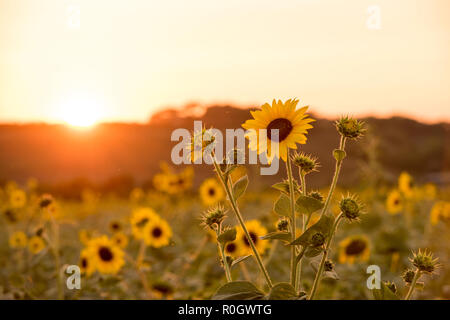 Coucher de soleil sur un champ de tournesols, Val d'Orcia en Toscane Italie Europe EU Banque D'Images