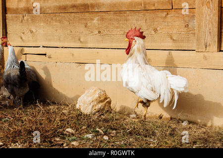 Photos d'animaux de ferme réalisés au cours de l'automne. Différents types d'animaux qui vie dans une grande ferme. Banque D'Images